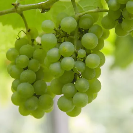 Getariano 2* Getaria