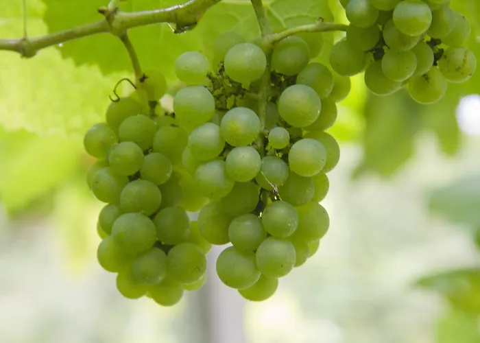 Getariano 2* Getaria